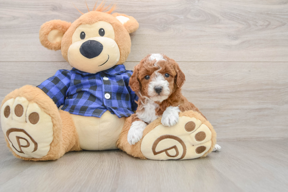 Small Mini Goldendoodle Baby