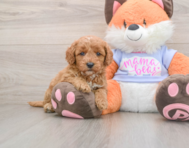 6 week old Mini Goldendoodle Puppy For Sale - Seaside Pups