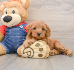 7 week old Mini Goldendoodle Puppy For Sale - Seaside Pups