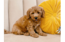 Cute Mini Groodle Poodle Mix Puppy