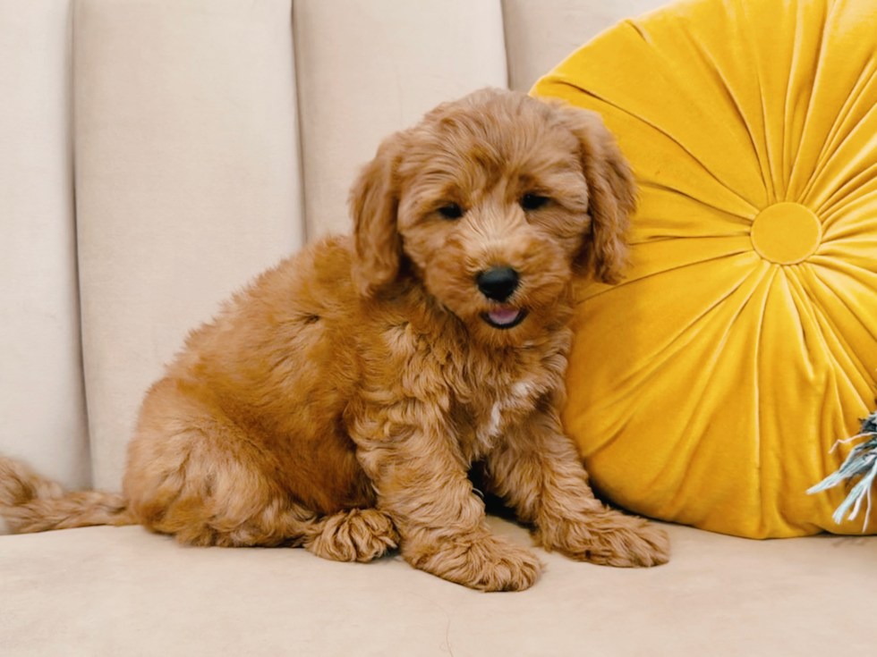Cute Mini Groodle Poodle Mix Puppy