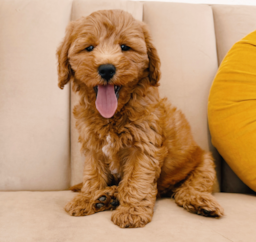 8 week old Mini Goldendoodle Puppy For Sale - Seaside Pups