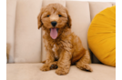 Mini Goldendoodle Puppy for Adoption
