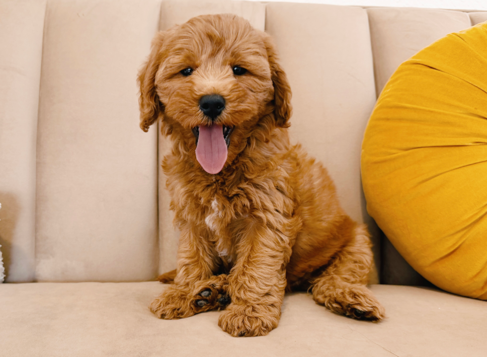 Mini Goldendoodle Puppy for Adoption
