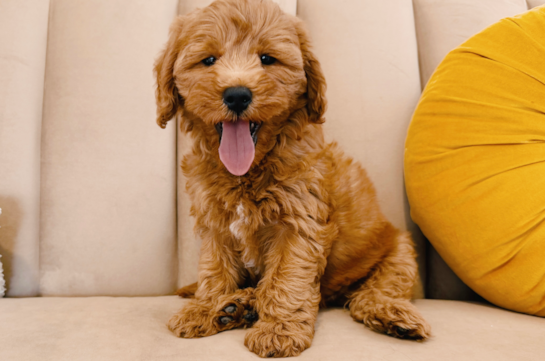 Mini Goldendoodle Puppy for Adoption