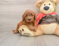 6 week old Mini Goldendoodle Puppy For Sale - Seaside Pups