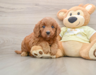 6 week old Mini Goldendoodle Puppy For Sale - Seaside Pups