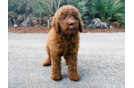 Cute Mini Goldendoodle Poodle Mix Pup