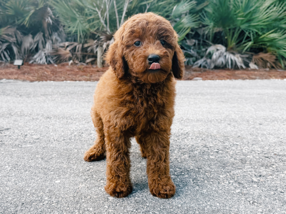 Cute Mini Goldendoodle Poodle Mix Pup