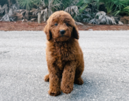 8 week old Mini Goldendoodle Puppy For Sale - Seaside Pups