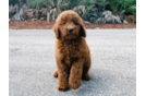 Mini Goldendoodle Puppy for Adoption