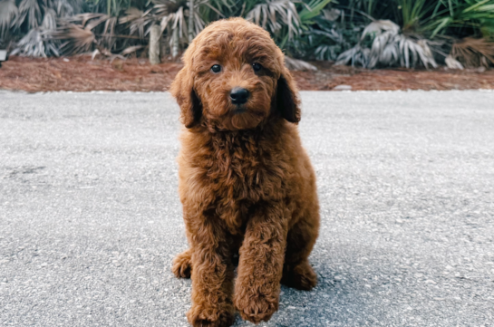 Mini Goldendoodle Pup Being Cute
