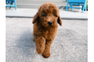 Mini Goldendoodle Pup Being Cute