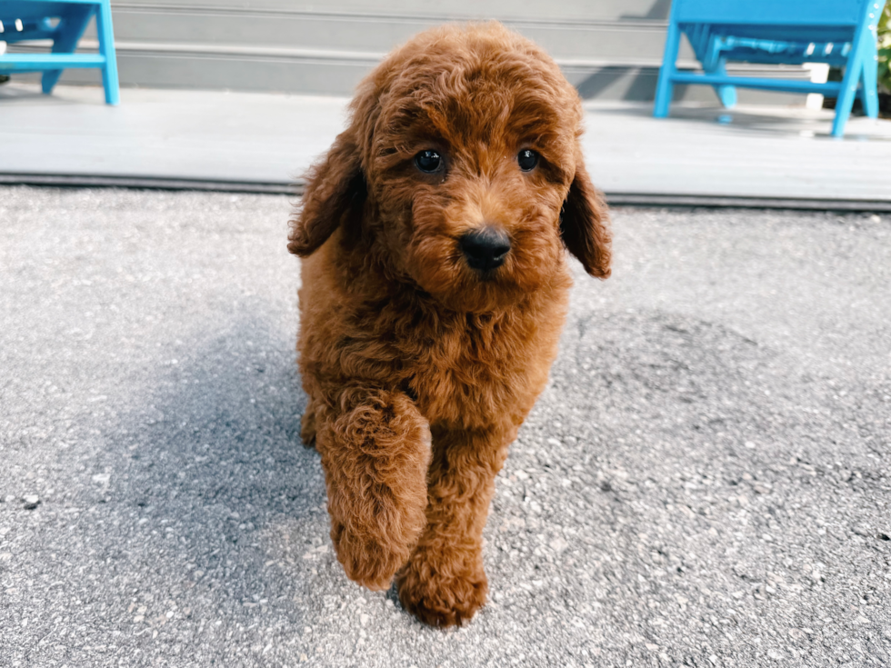 Mini Goldendoodle Pup Being Cute