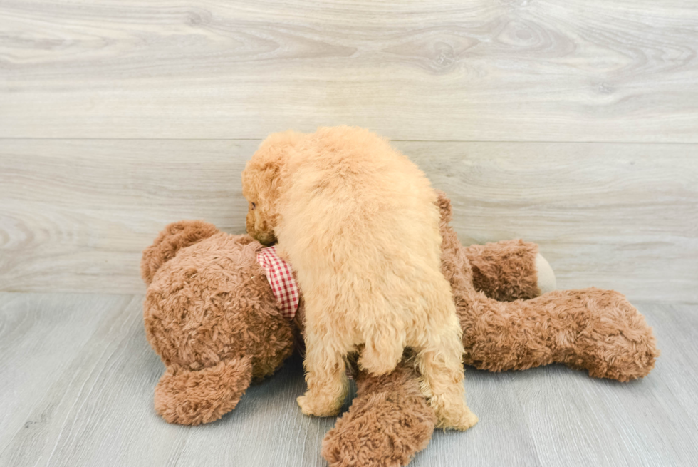 Small Mini Goldendoodle Baby