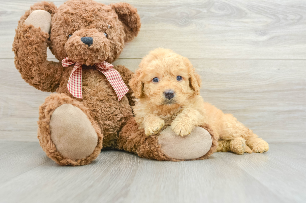 6 week old Mini Goldendoodle Puppy For Sale - Seaside Pups