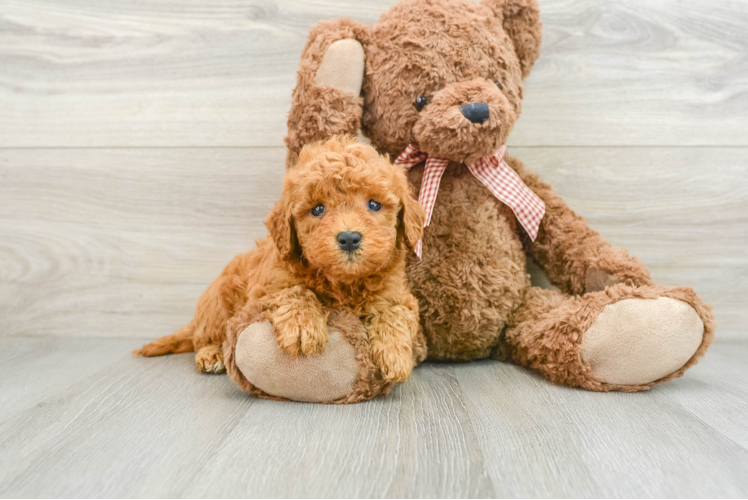 Mini Goldendoodle Pup Being Cute