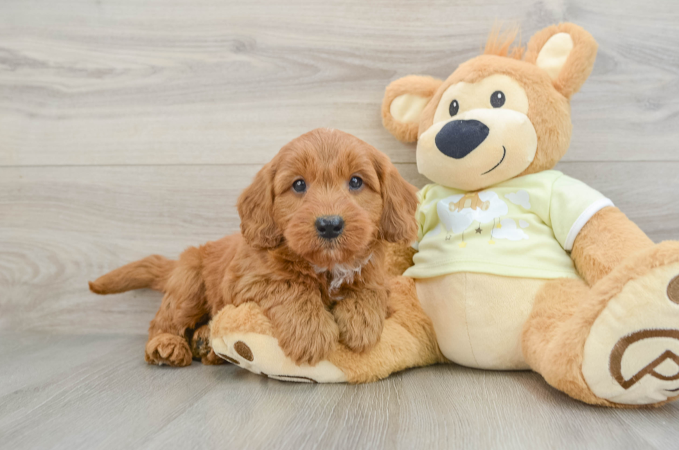 7 week old Mini Goldendoodle Puppy For Sale - Seaside Pups