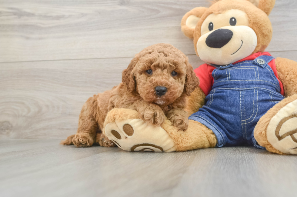 5 week old Mini Goldendoodle Puppy For Sale - Seaside Pups