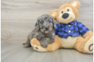 Hypoallergenic Mini Goldiepoo Poodle Mix Puppy