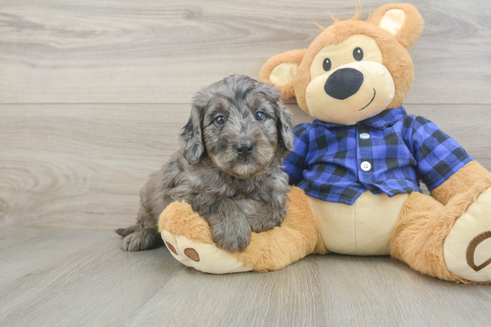 Hypoallergenic Mini Goldiepoo Poodle Mix Puppy