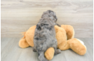 Energetic Golden Doodle Poodle Mix Puppy