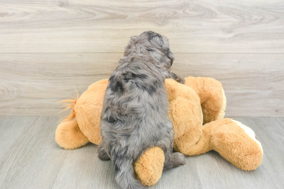 Energetic Golden Doodle Poodle Mix Puppy