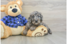 Playful Mini Groodle Poodle Mix Puppy