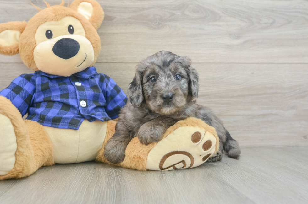 5 week old Mini Goldendoodle Puppy For Sale - Seaside Pups