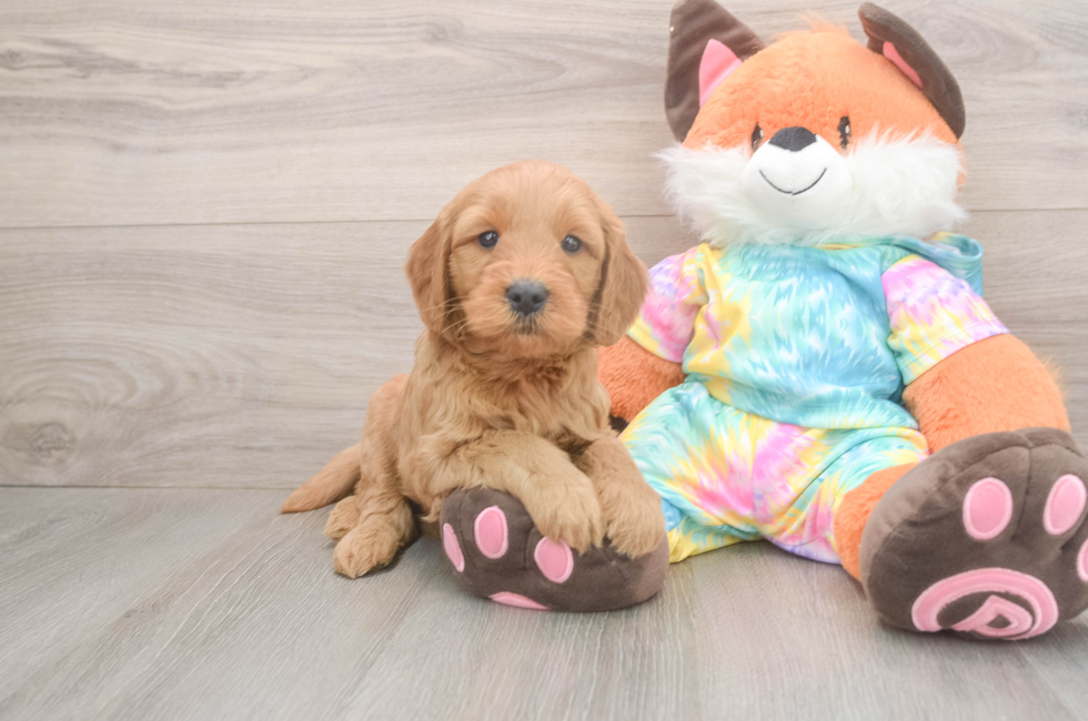 5 week old Mini Goldendoodle Puppy For Sale - Seaside Pups