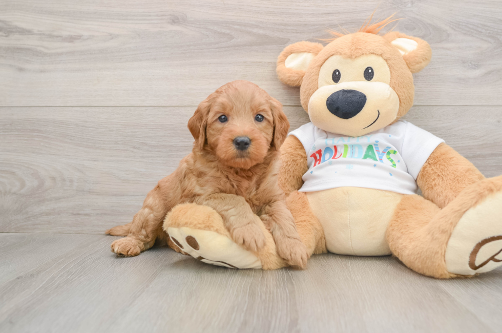 5 week old Mini Goldendoodle Puppy For Sale - Seaside Pups