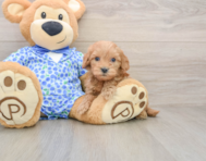 7 week old Mini Goldendoodle Puppy For Sale - Seaside Pups
