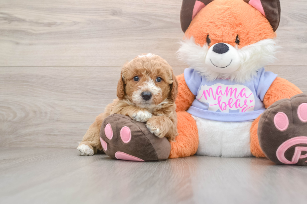 Little Mini Goldenpoo Poodle Mix Puppy