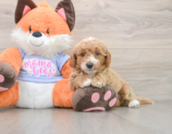 5 week old Mini Goldendoodle Puppy For Sale - Seaside Pups