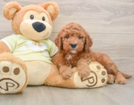 5 week old Mini Goldendoodle Puppy For Sale - Seaside Pups