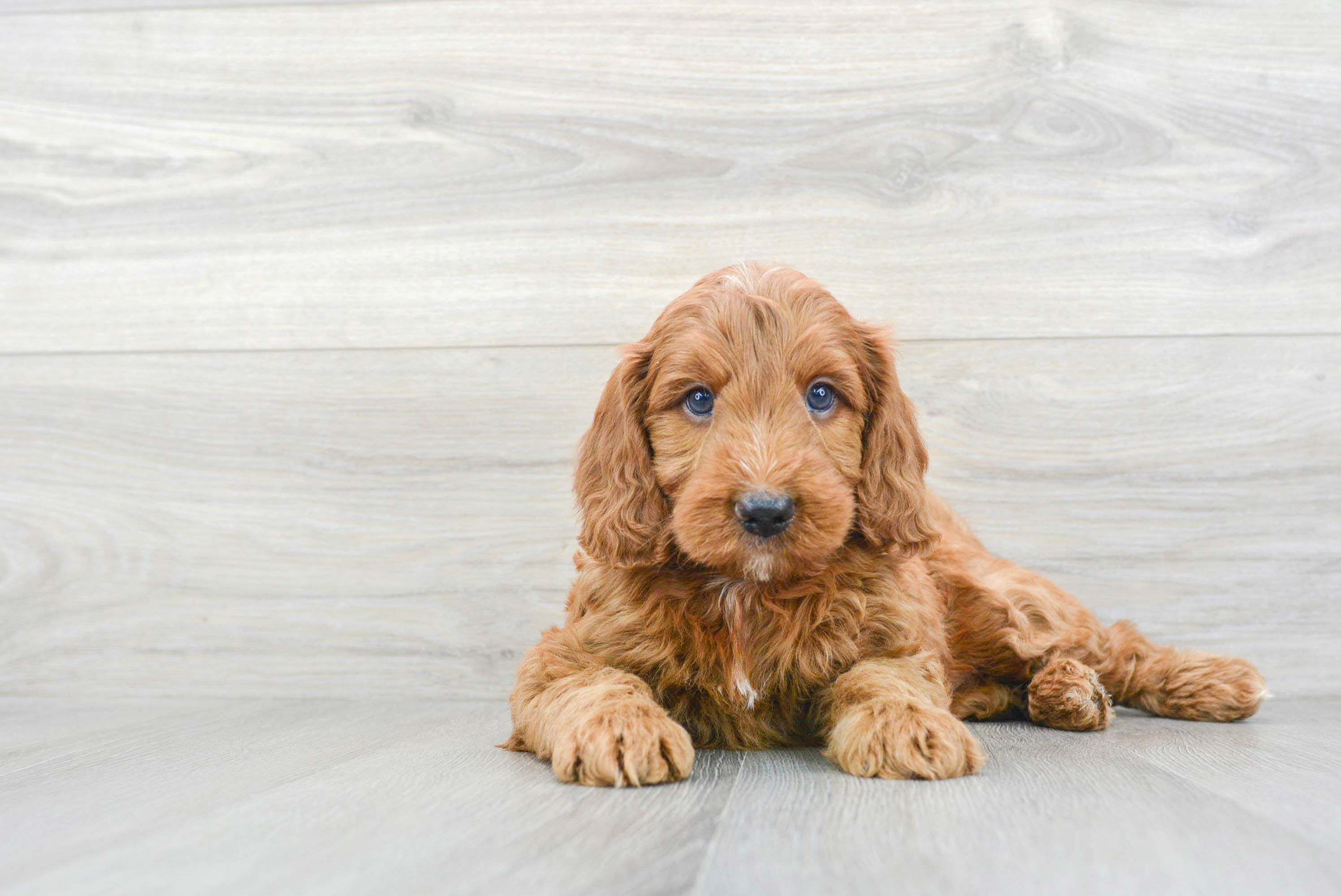 Baby shops mini goldendoodle