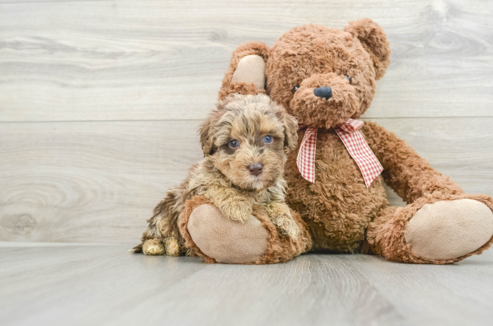 5 week old Mini Goldendoodle Puppy For Sale - Seaside Pups