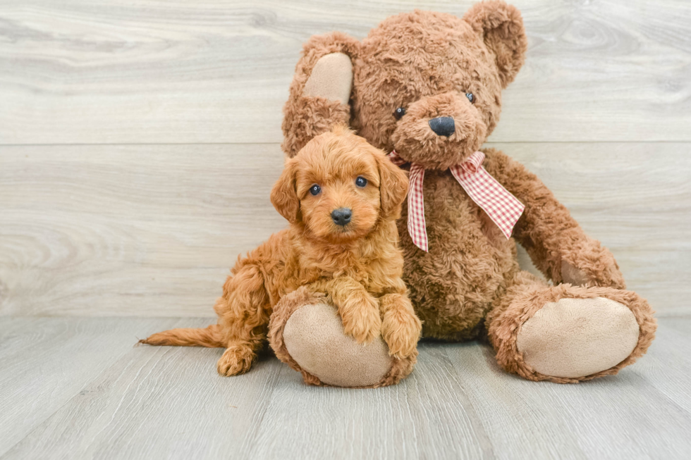 Small Mini Goldendoodle Baby