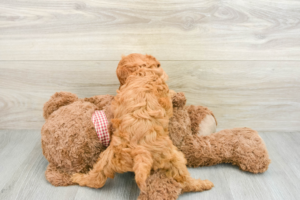 Smart Mini Goldendoodle Poodle Mix Pup