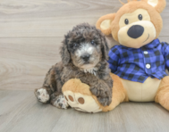 8 week old Mini Goldendoodle Puppy For Sale - Seaside Pups