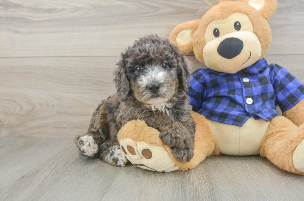 5 week old Mini Goldendoodle Puppy For Sale - Seaside Pups