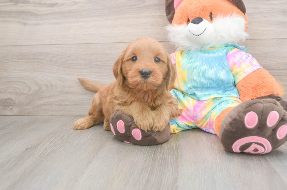 5 week old Mini Goldendoodle Puppy For Sale - Seaside Pups