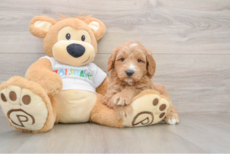 Mini Goldendoodle Pup Being Cute