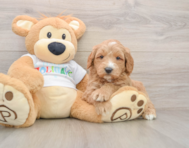 6 week old Mini Goldendoodle Puppy For Sale - Seaside Pups