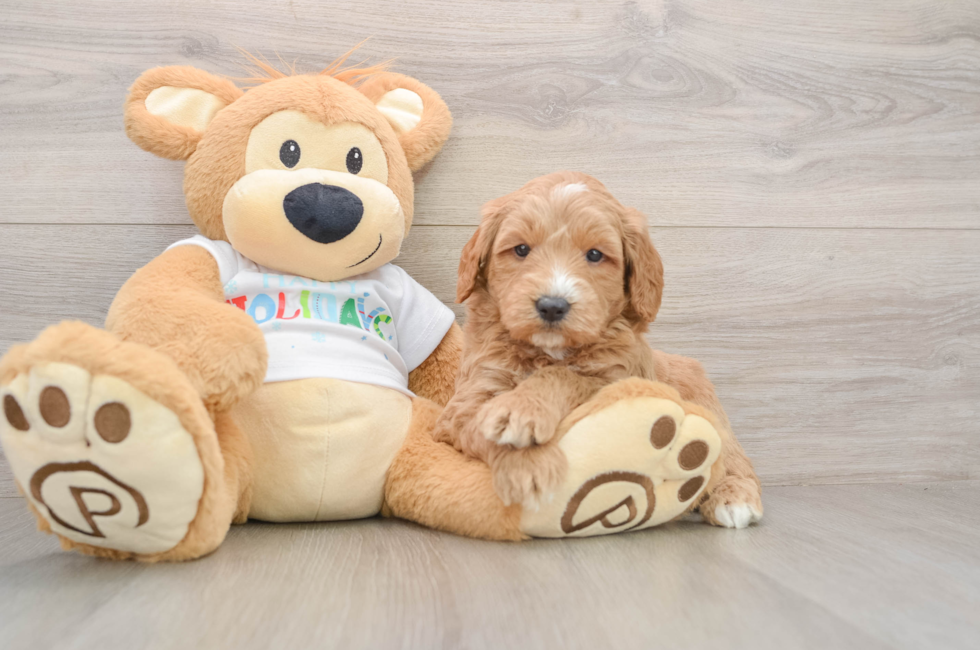 5 week old Mini Goldendoodle Puppy For Sale - Seaside Pups