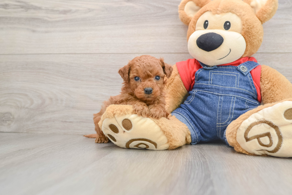 Petite Mini Goldendoodle Poodle Mix Pup