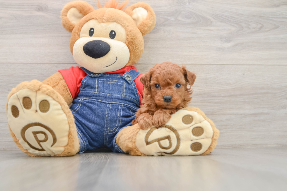 Sweet Mini Goldendoodle Baby