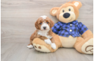 Hypoallergenic Mini Goldiepoo Poodle Mix Puppy