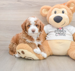 6 week old Mini Goldendoodle Puppy For Sale - Seaside Pups