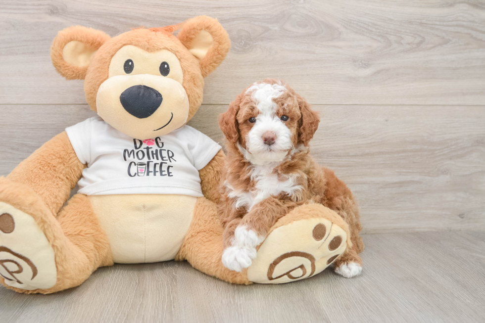 Happy Mini Goldendoodle Baby